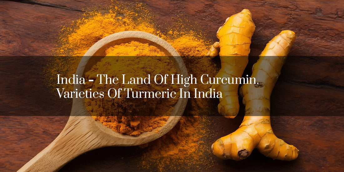 India - The Land Of High Curcumin. Varieties Of Turmeric In India