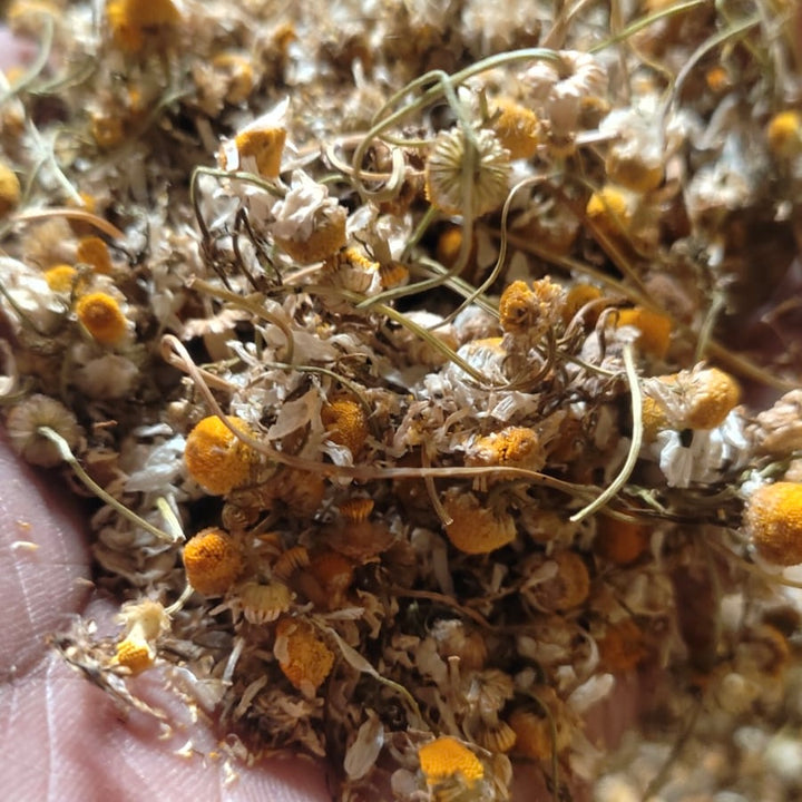 Chamomile Flower Tea | Shiva Organic