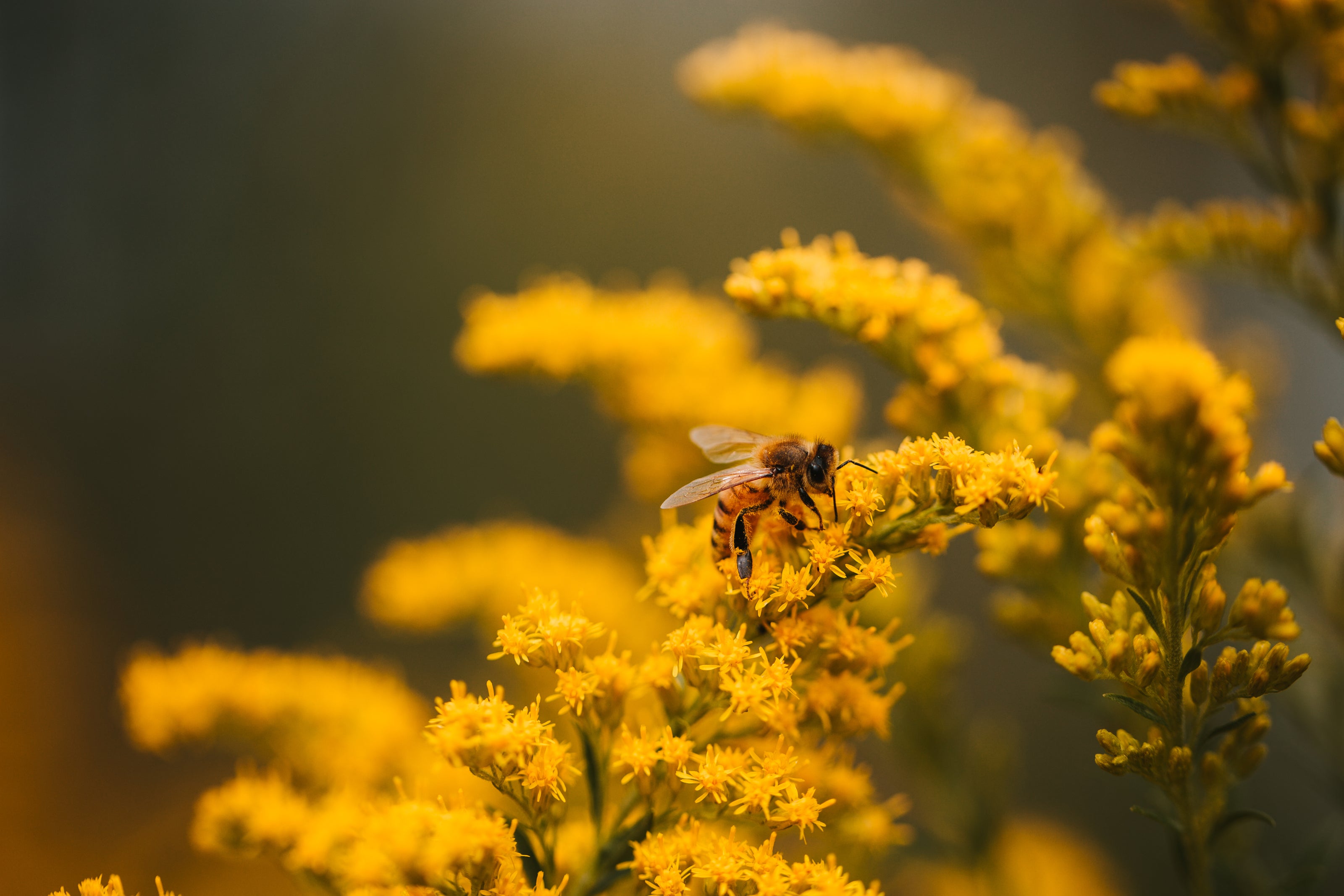 Honey bee | Yellow Bee pollen 